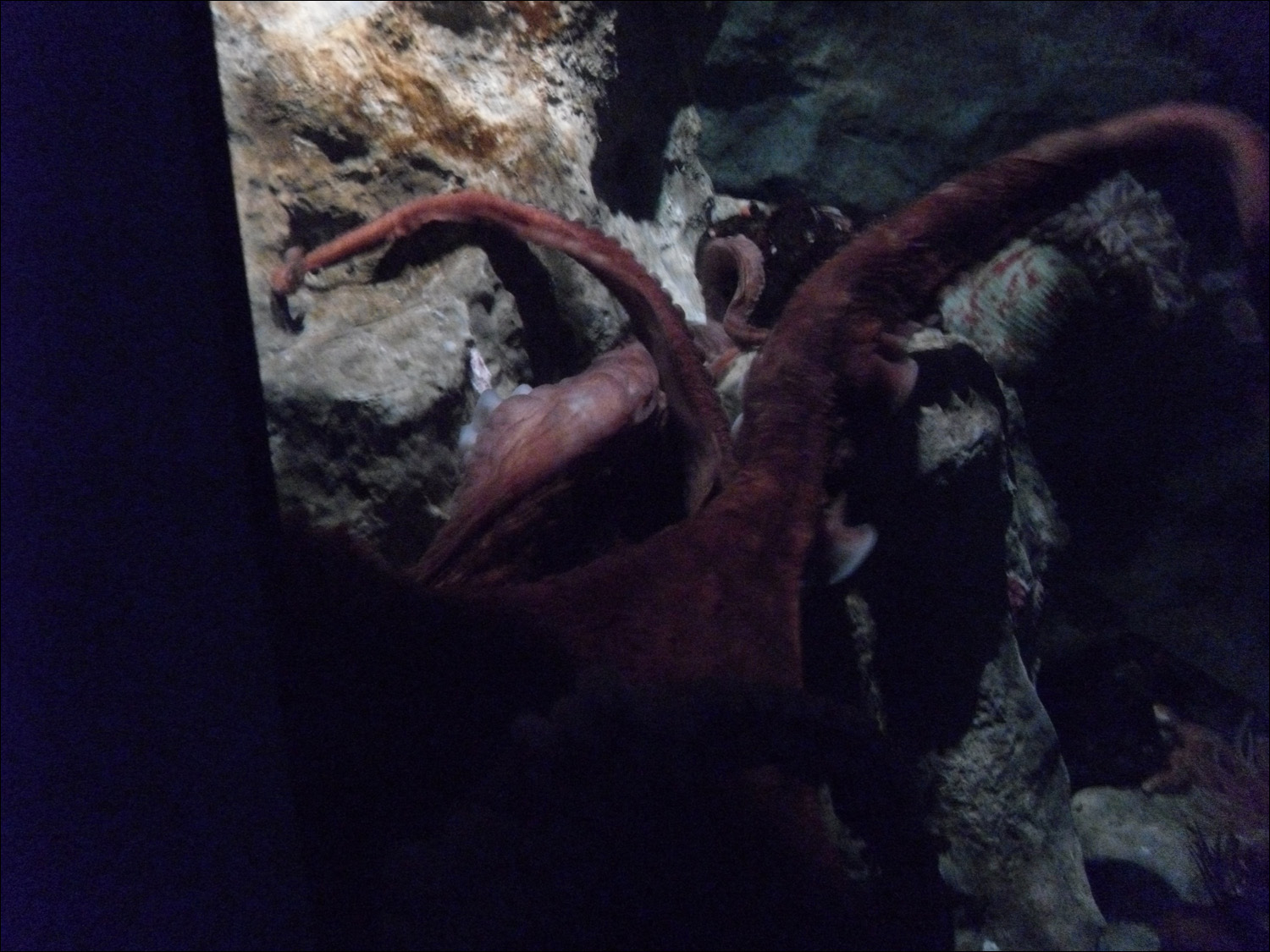 giant octopus